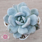 Echeveria 'Monroe Queen'