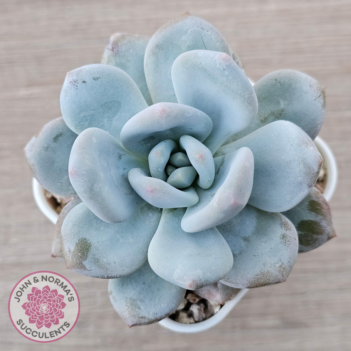 Echeveria 'Monroe Queen'