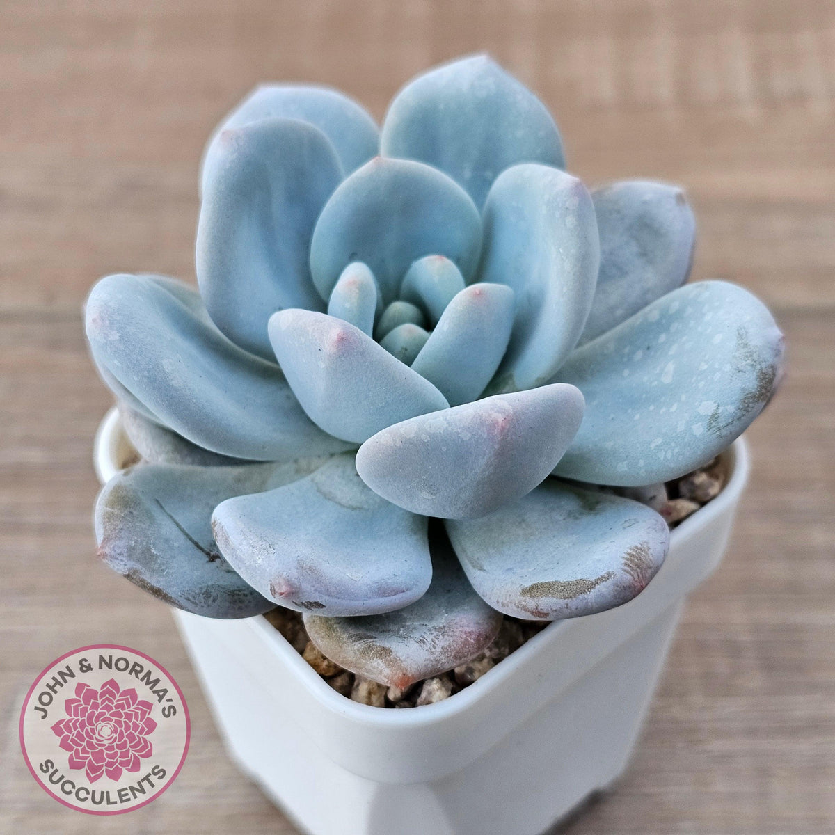 Echeveria 'Monroe Queen'