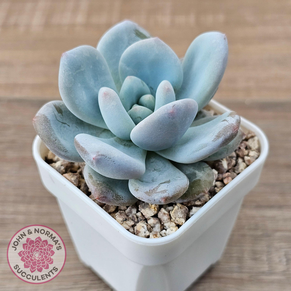 Echeveria 'Monroe Queen'