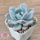 Echeveria 'Monroe Queen'