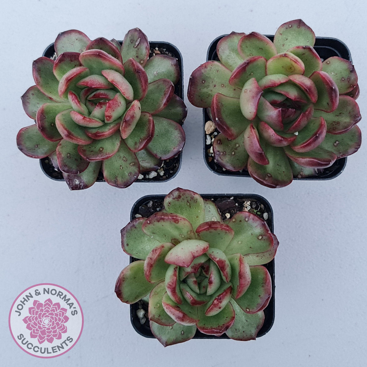 Echeveria 'Mont Blanc' Monstrose