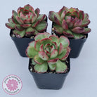 Echeveria 'Mont Blanc' Monstrose