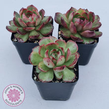 Load image into Gallery viewer, Echeveria &#39;Mont Blanc&#39; Monstrose - John &amp; Norma&#39;s Succulents Australia
