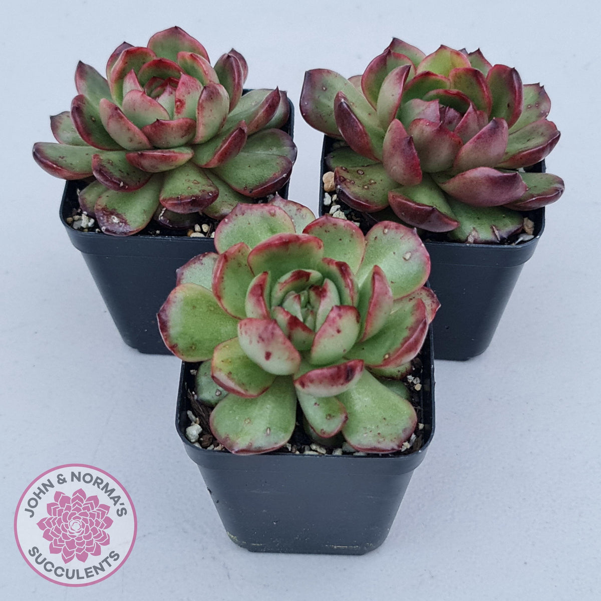 Echeveria 'Mont Blanc' Monstrose | John & Norma's Succulents – John ...