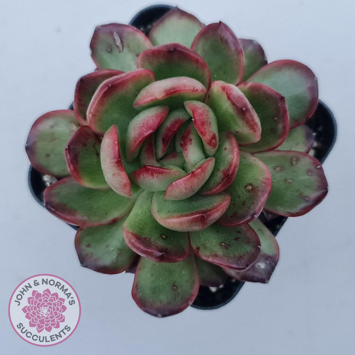 Echeveria 'Mont Blanc' Monstrose