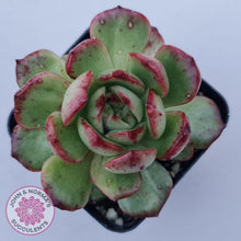 Load image into Gallery viewer, Echeveria &#39;Mont Blanc&#39; Monstrose - John &amp; Norma&#39;s Succulents Australia
