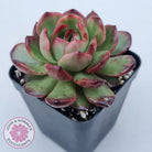Echeveria 'Mont Blanc' Monstrose