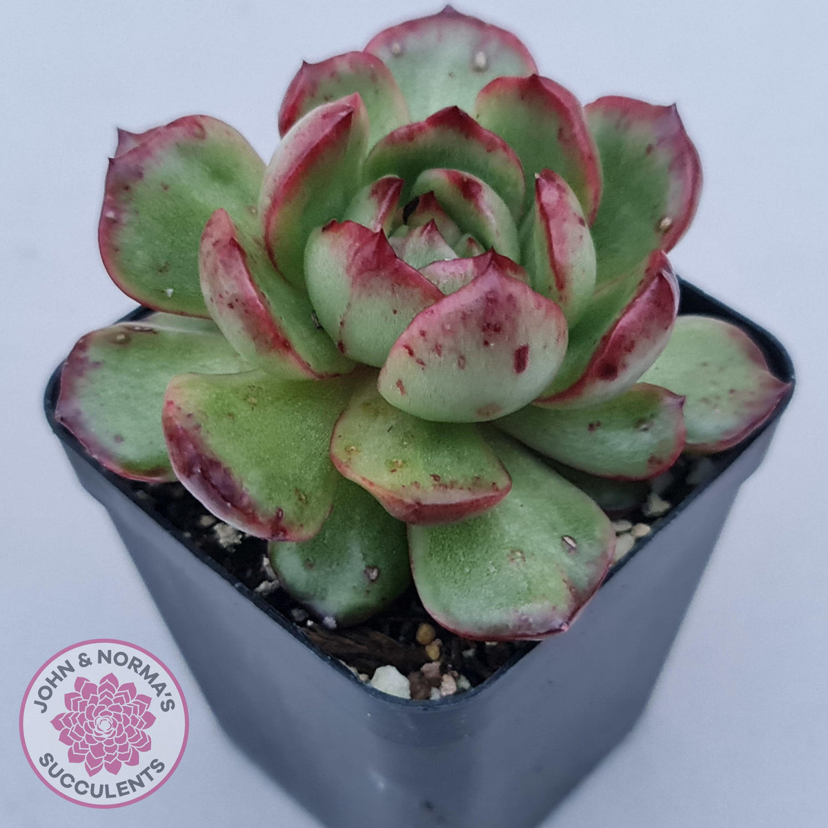 Echeveria 'Mont Blanc' Monstrose