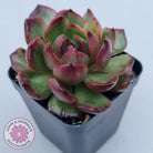 Echeveria 'Mont Blanc' Monstrose