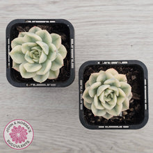 Load image into Gallery viewer, Echeveria 'Moon Fairy' Variegata

