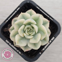 Load image into Gallery viewer, Echeveria 'Moon Fairy' Variegata
