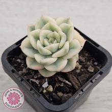 Load image into Gallery viewer, Echeveria 'Moon Fairy' Variegata

