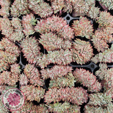 Load image into Gallery viewer, Echeveria Moon Gadnis Crested - Cutting
