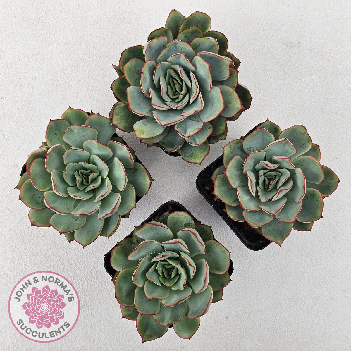 Echeveria Moon Gadnis