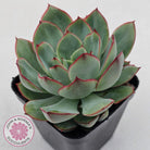 Echeveria Moon Gadnis