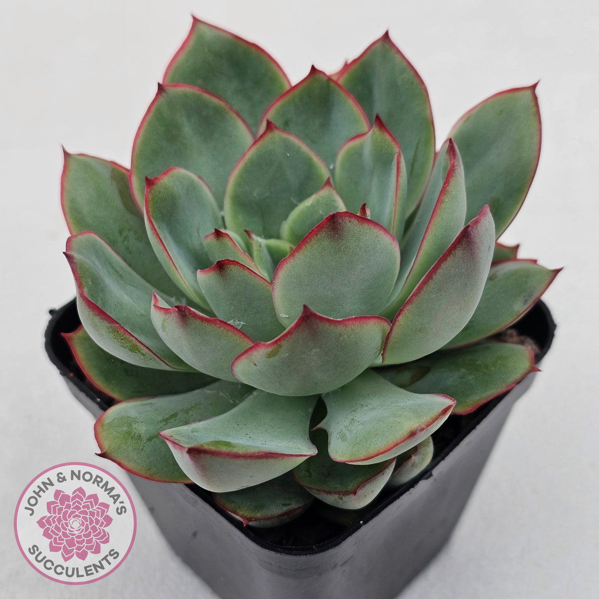 Echeveria Moon Gadnis