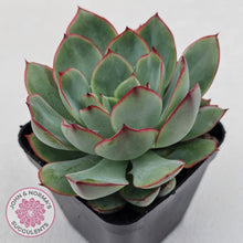 Load image into Gallery viewer, Echeveria Moon Gadnis
