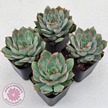 Load image into Gallery viewer, Echeveria Moon Gadnis
