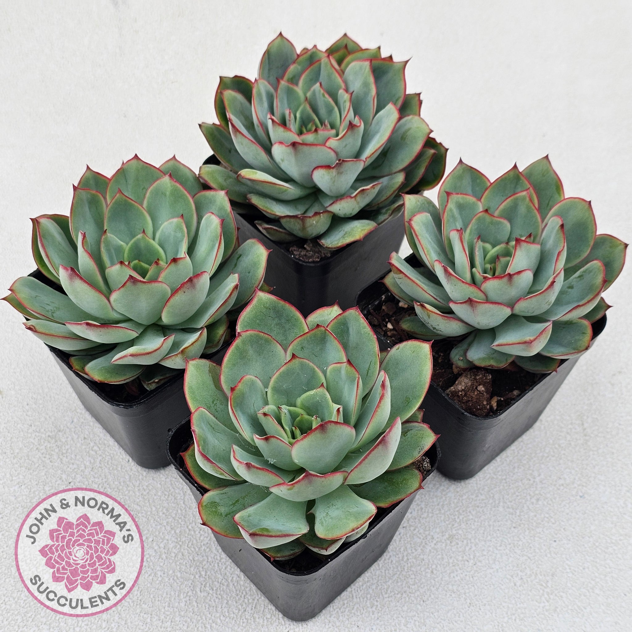 Buy Echeveria Moon Gadnis Australia