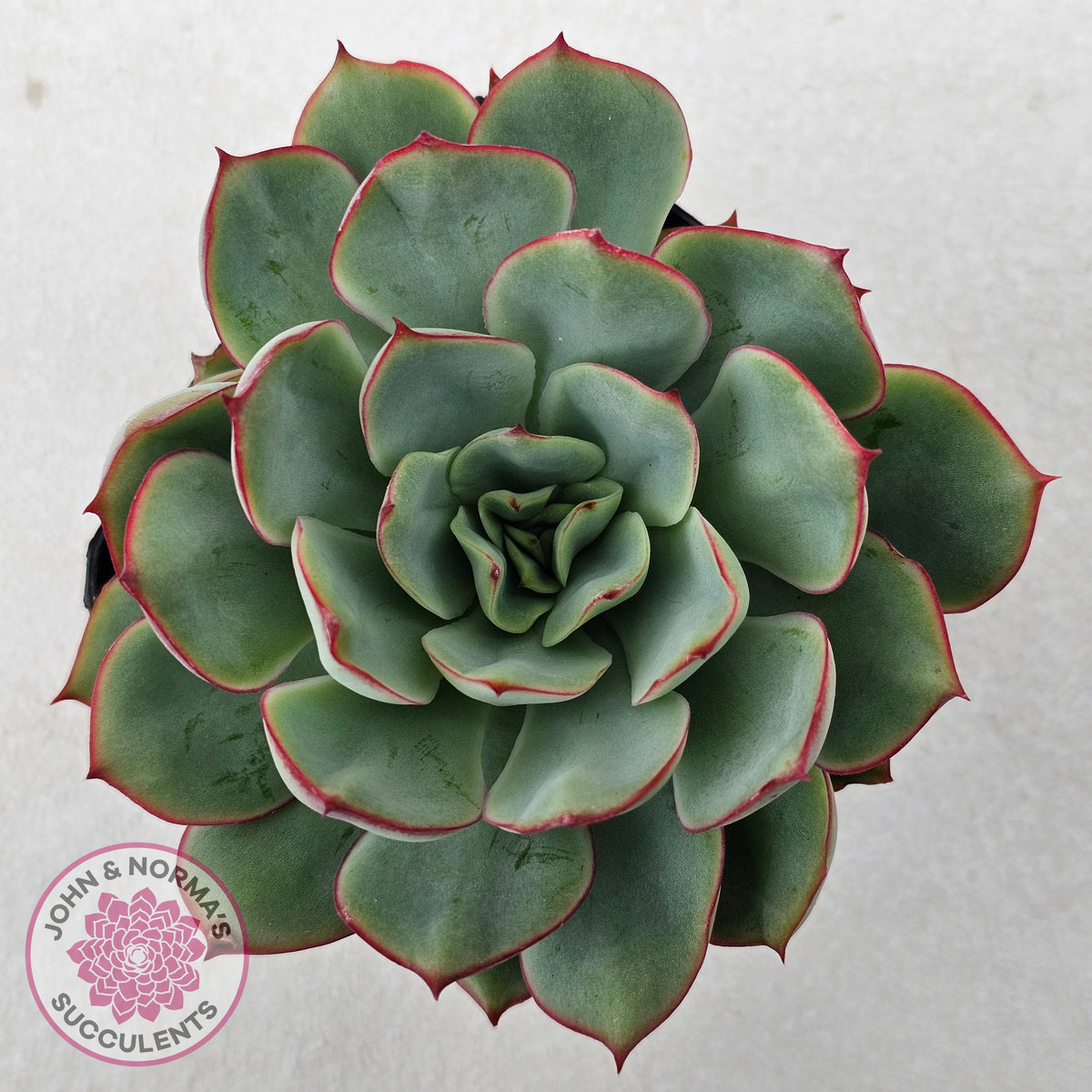 Echeveria Moon Gadnis