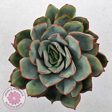 Load image into Gallery viewer, Echeveria Moon Gadnis
