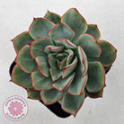 Echeveria Moon Gadnis
