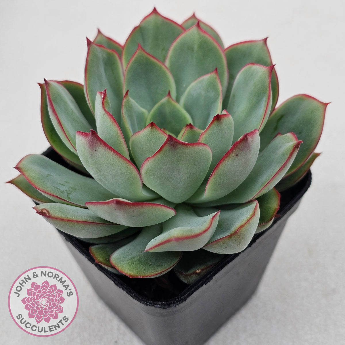 Echeveria Moon Gadnis