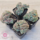 Echeveria Mozel Crest