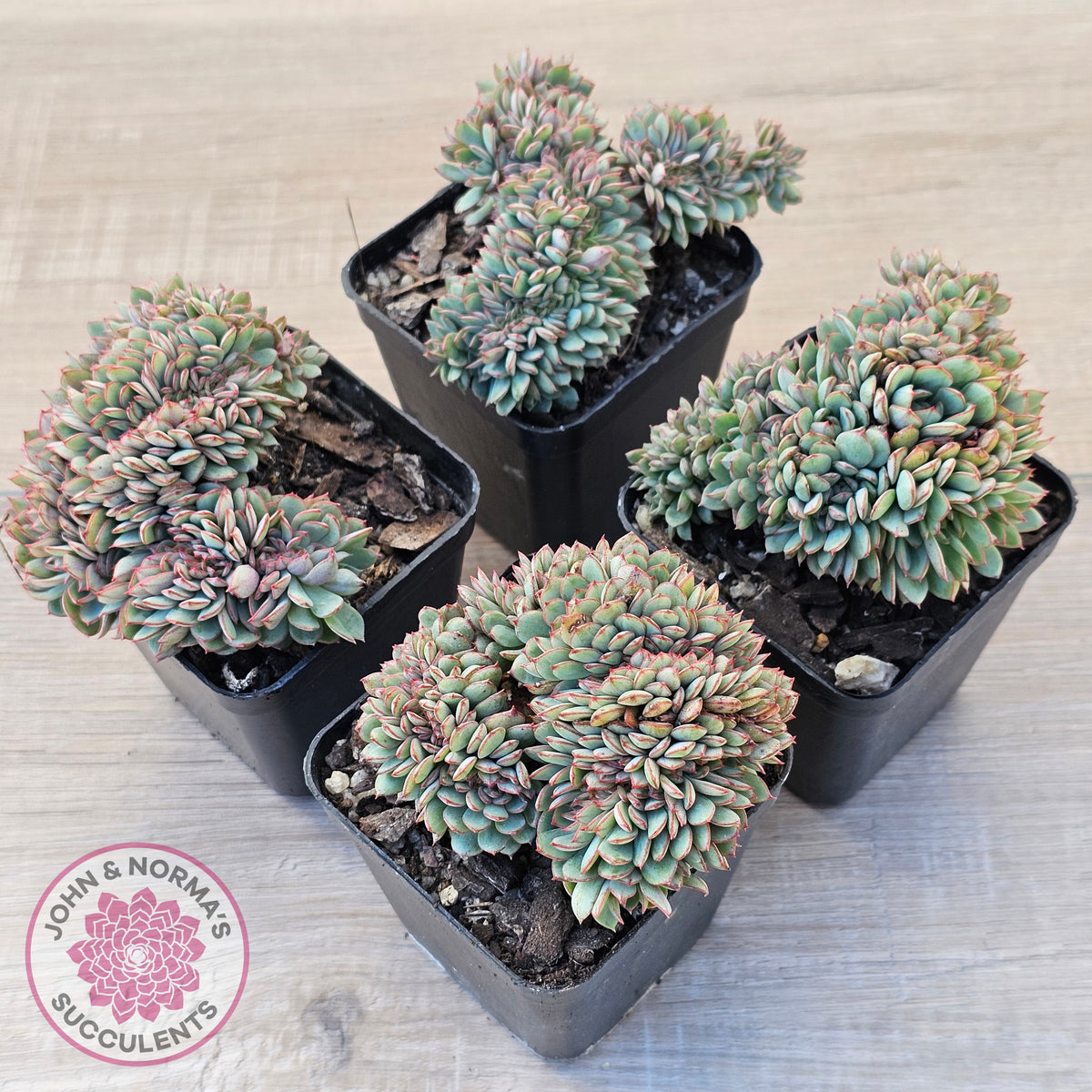 Echeveria Mozel Crest