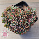 Echeveria Mozel Crest