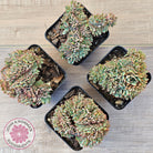 Echeveria Mozel Crest