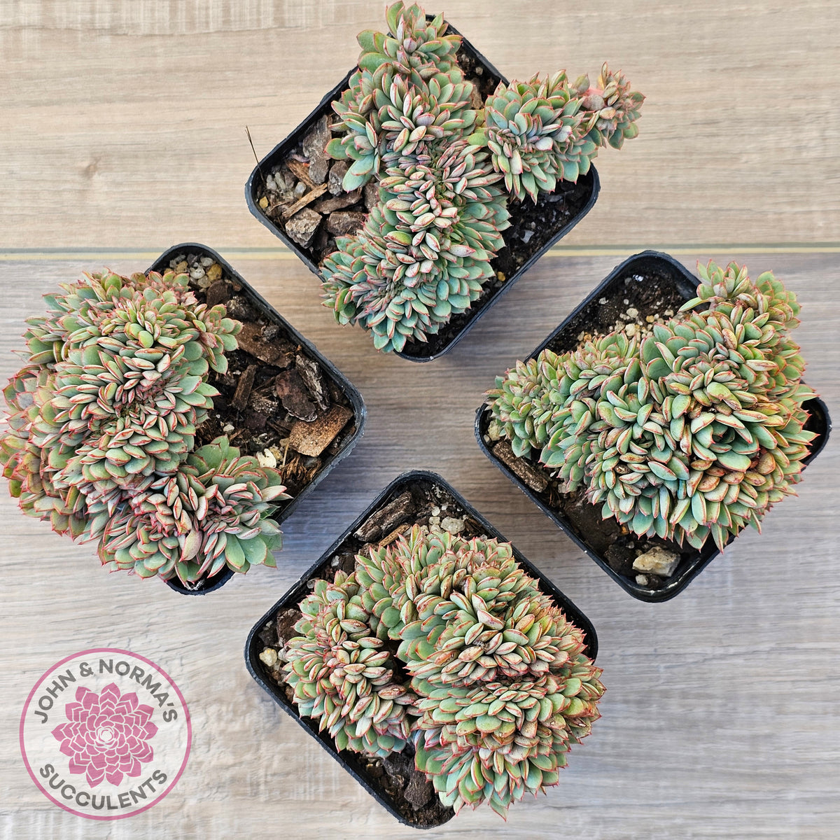 Echeveria Mozel Crest