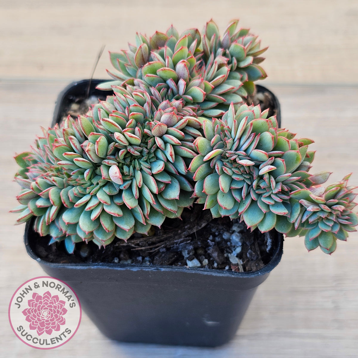 Echeveria Mozel Crest