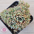 Echeveria Mozel Crest