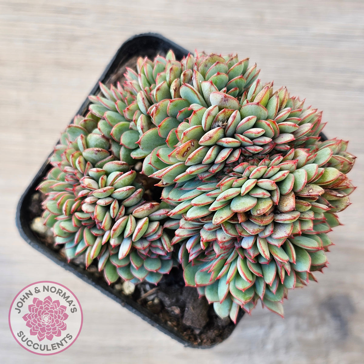 Echeveria Mozel Crest