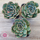 Echeveria Mozel