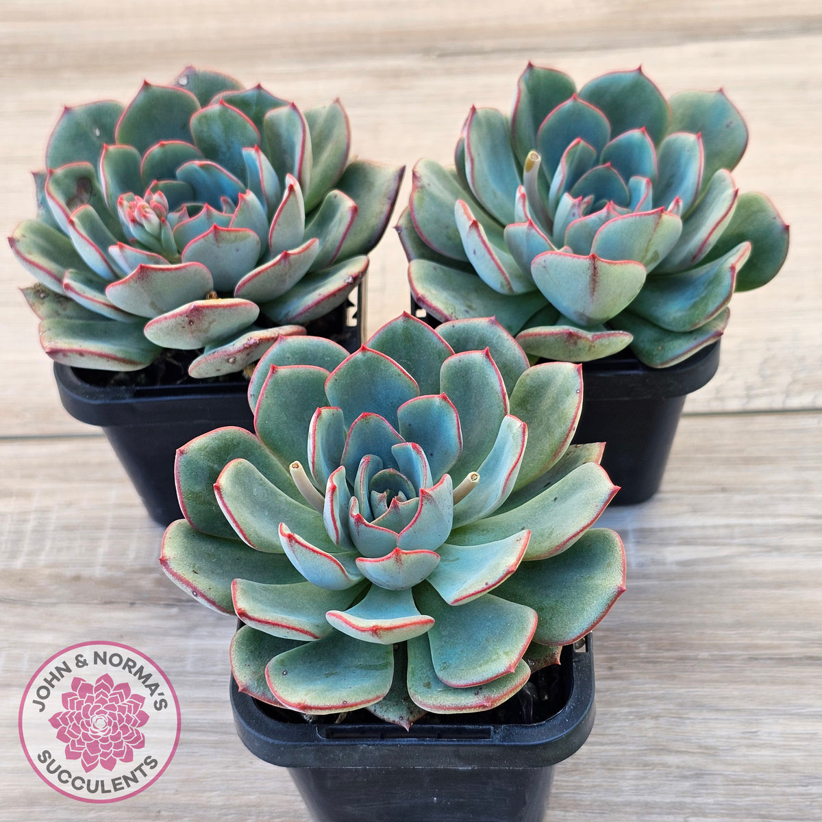 Echeveria Mozel