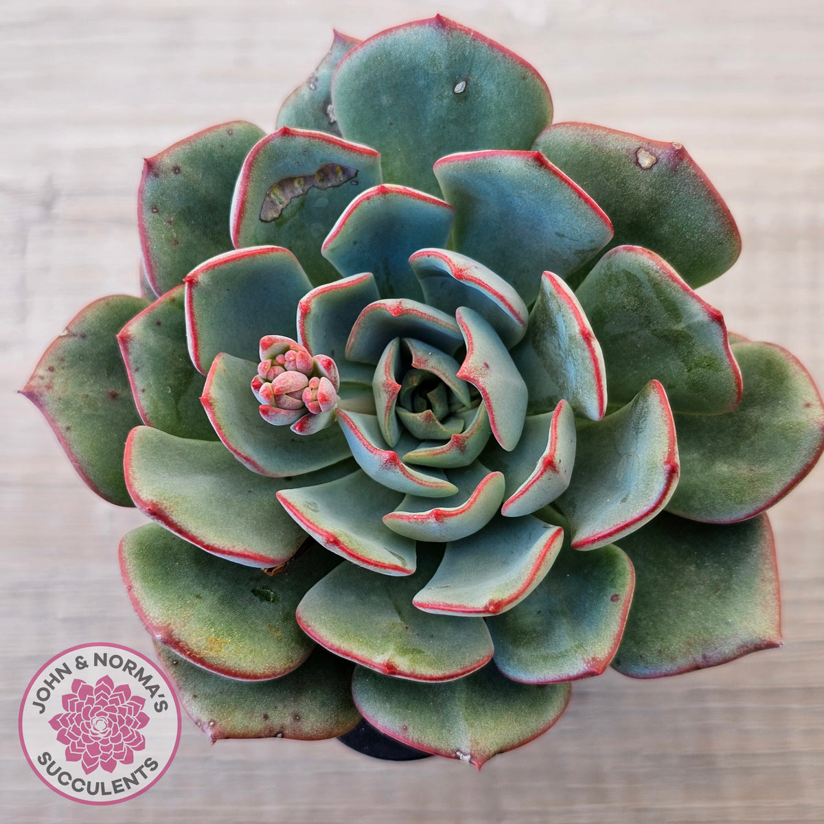 Echeveria Mozel