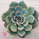 Echeveria Mozel