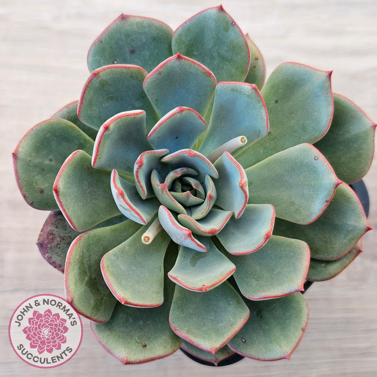 Echeveria Mozel