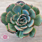 Echeveria Mozel