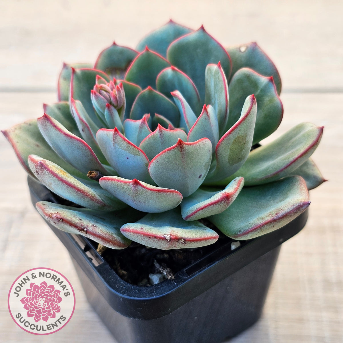 Echeveria Mozel