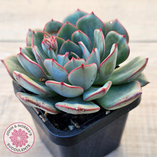 Load image into Gallery viewer, Echeveria Mozel
