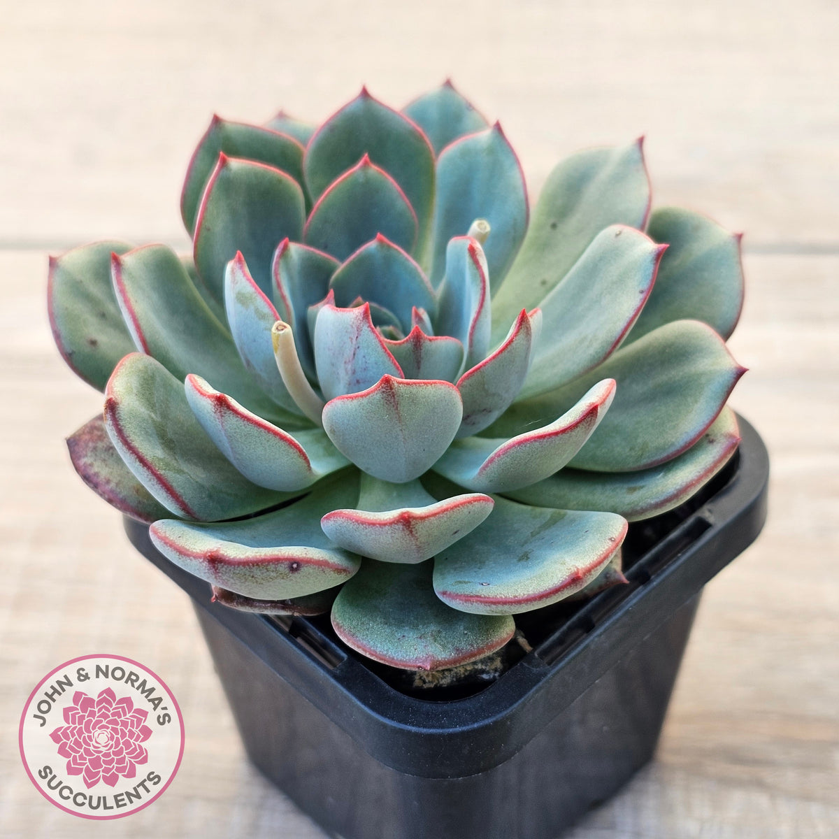 Echeveria Mozel