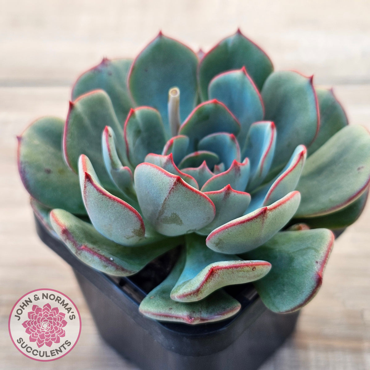 Echeveria Mozel