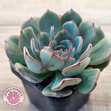 Load image into Gallery viewer, Echeveria Mozel
