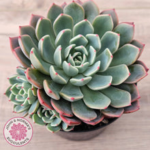 Load image into Gallery viewer, Echeveria 'Nanahukumini'
