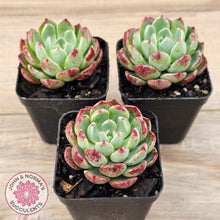 Load image into Gallery viewer, Echeveria &#39;Nanahukumini&#39;
