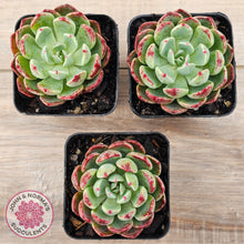Load image into Gallery viewer, Echeveria &#39;Nanahukumini&#39;
